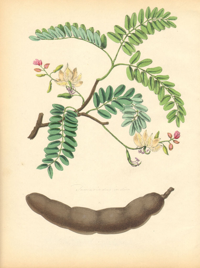 PLANTAE UTILIORES. The Tamarind Tree (Tamarindus Indica)Hand colour.BURNETT 1842